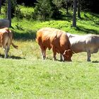 Transhumance en Cévennes aujourd'hui