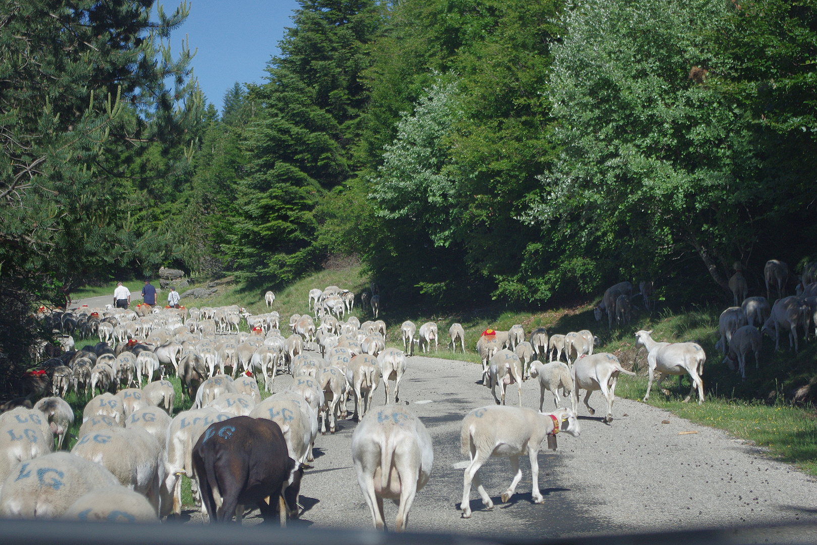 Transhumance ....