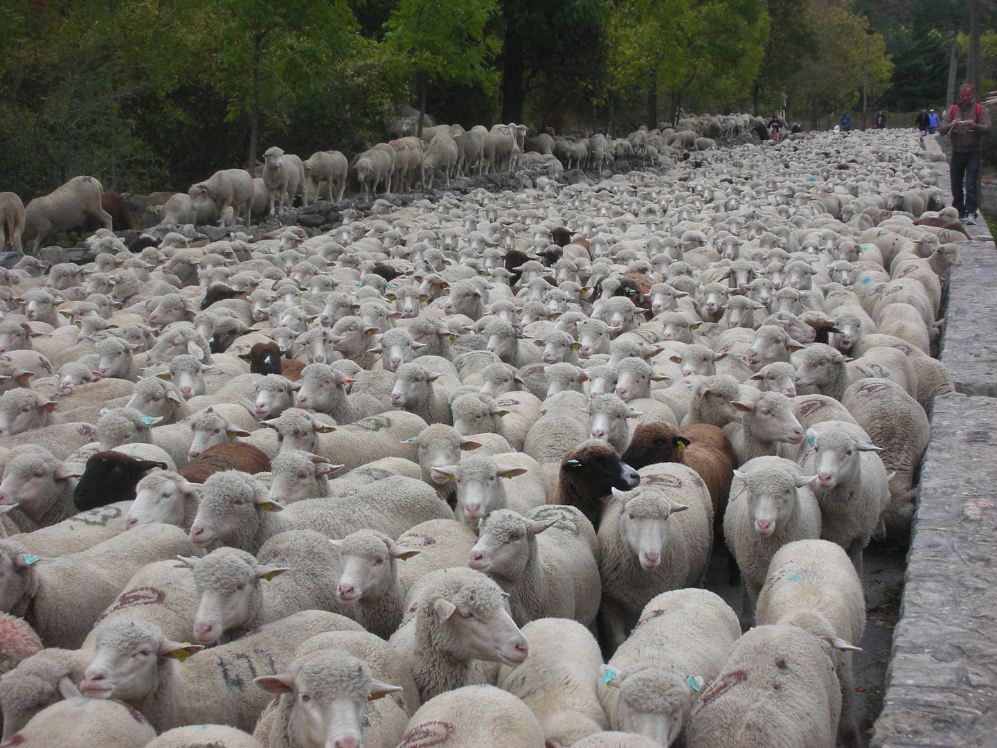 Transhumance Vallée de la Roya, France/ Sheep herding down the valley of the Roya, France