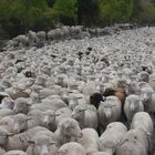 Transhumance Vallée de la Roya, France/ Sheep herding down the valley of the Roya, France