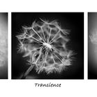 Transience