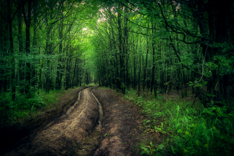 Transilvanischer Wald