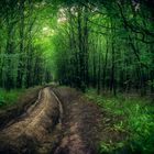 Transilvanischer Wald