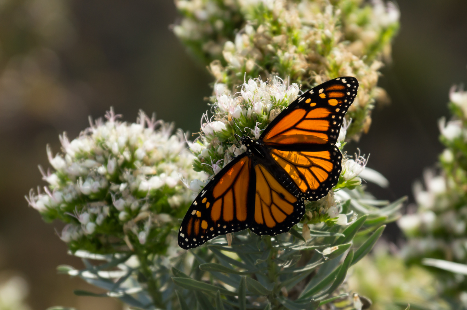 Translucent Butterfly