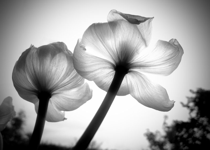 Translucent Tulips