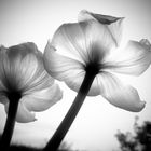 Translucent Tulips