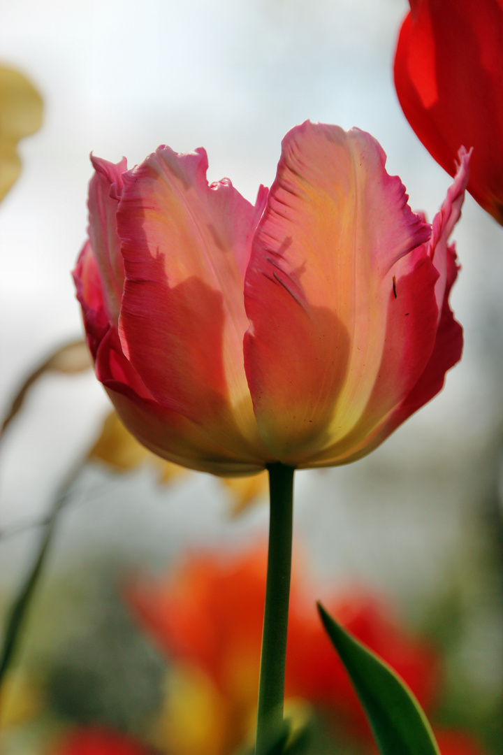 transpa Tulip