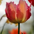 transpa Tulip