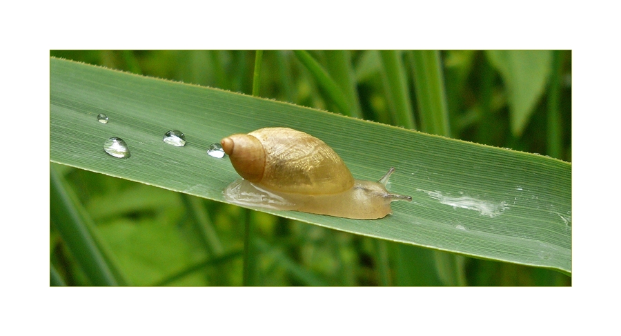 transparant snail