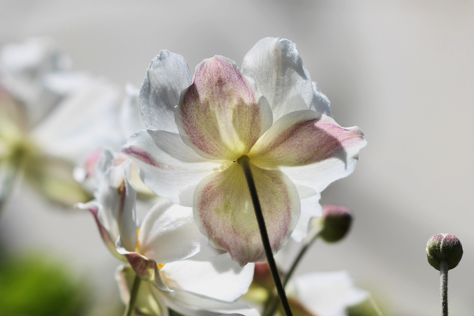 Transparence photo et image nature transparence jardin Transparence photo et image nature transparence jardin