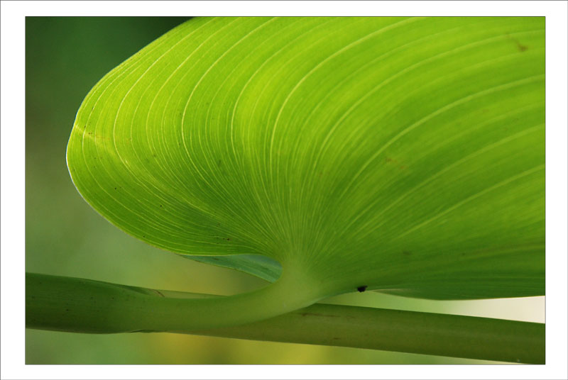 transparence photo et image macro nature macro fleurs transparence photo et image macro nature macro fleurs