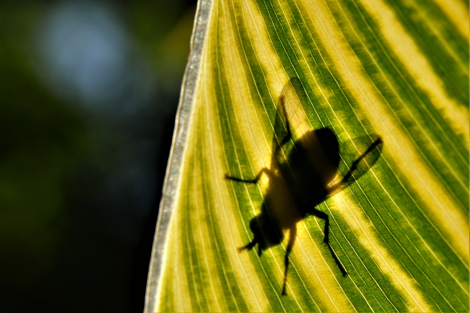 transparence photo et image france nature macro Images transparence photo et image france nature macro Images