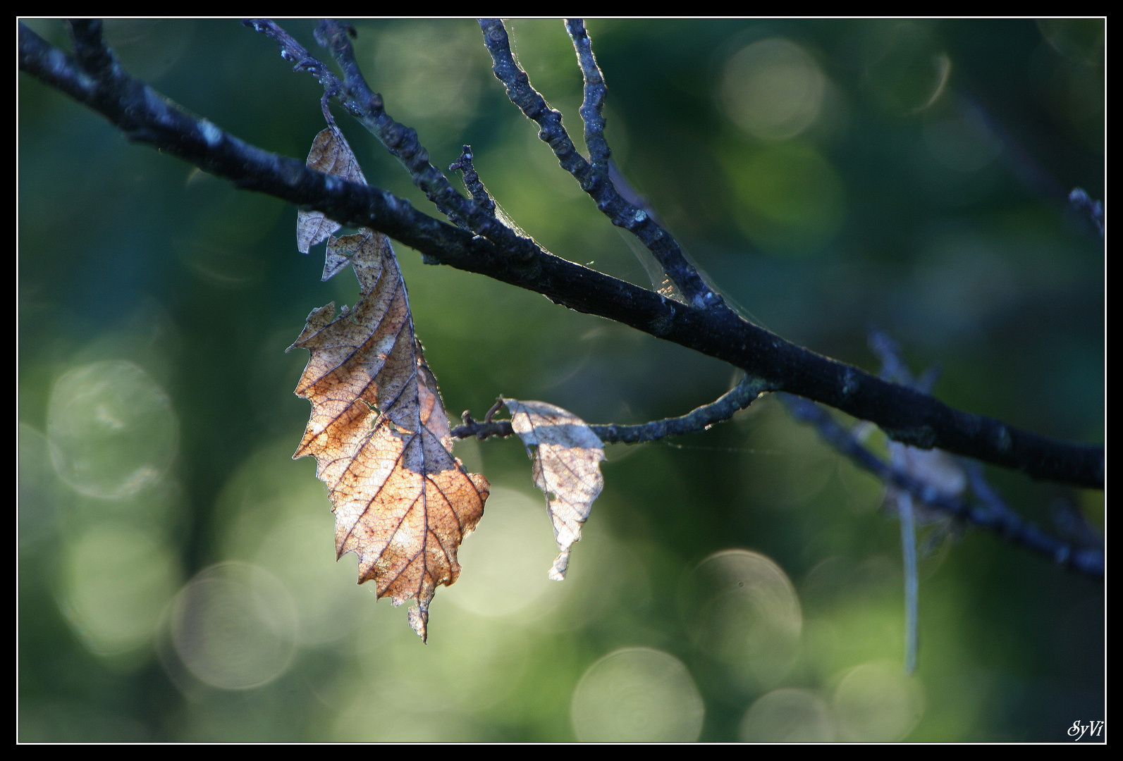 Transparence