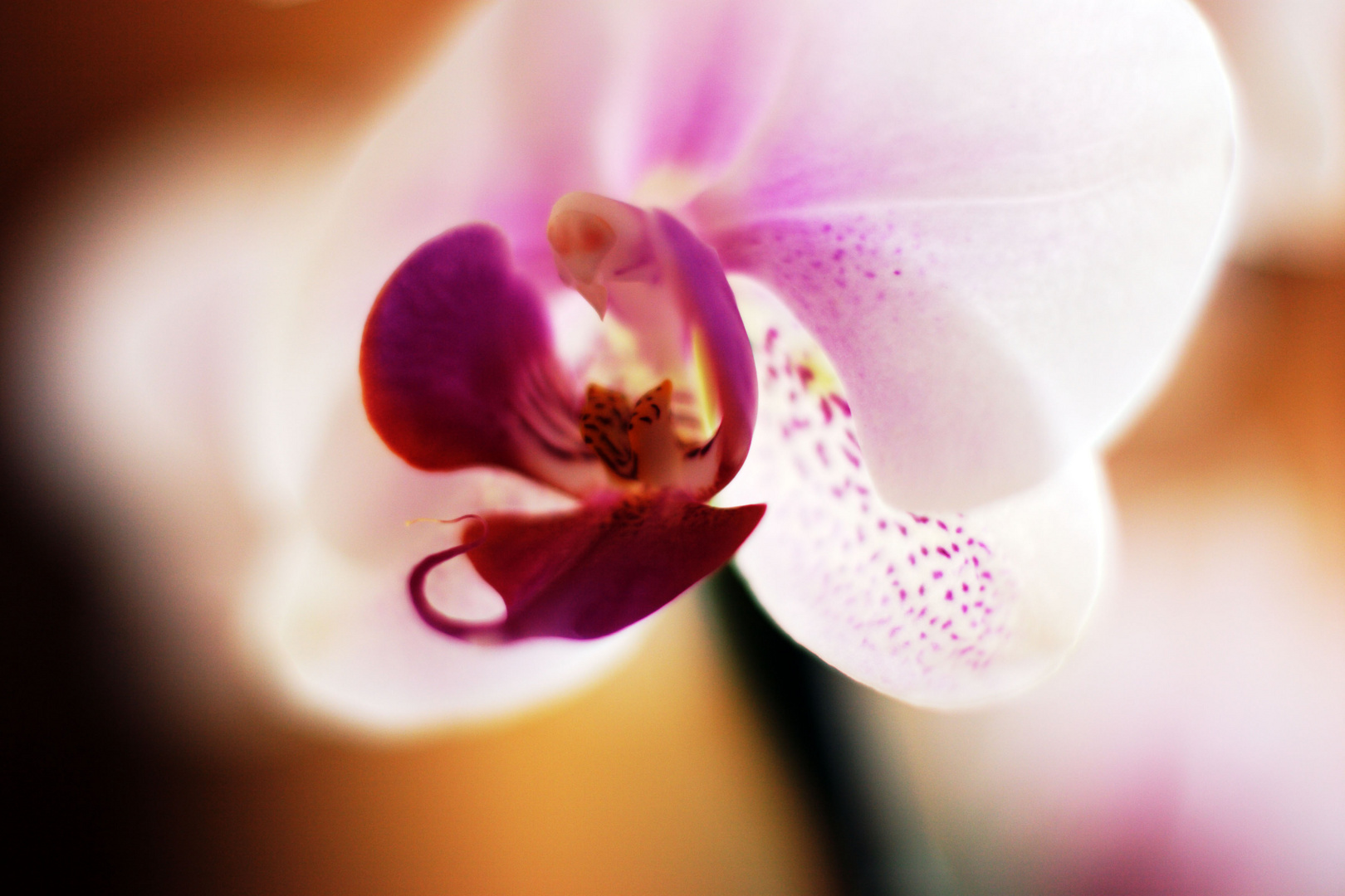 Transparence photo et image fleurs orchid es nature Transparence photo et image fleurs orchid es nature