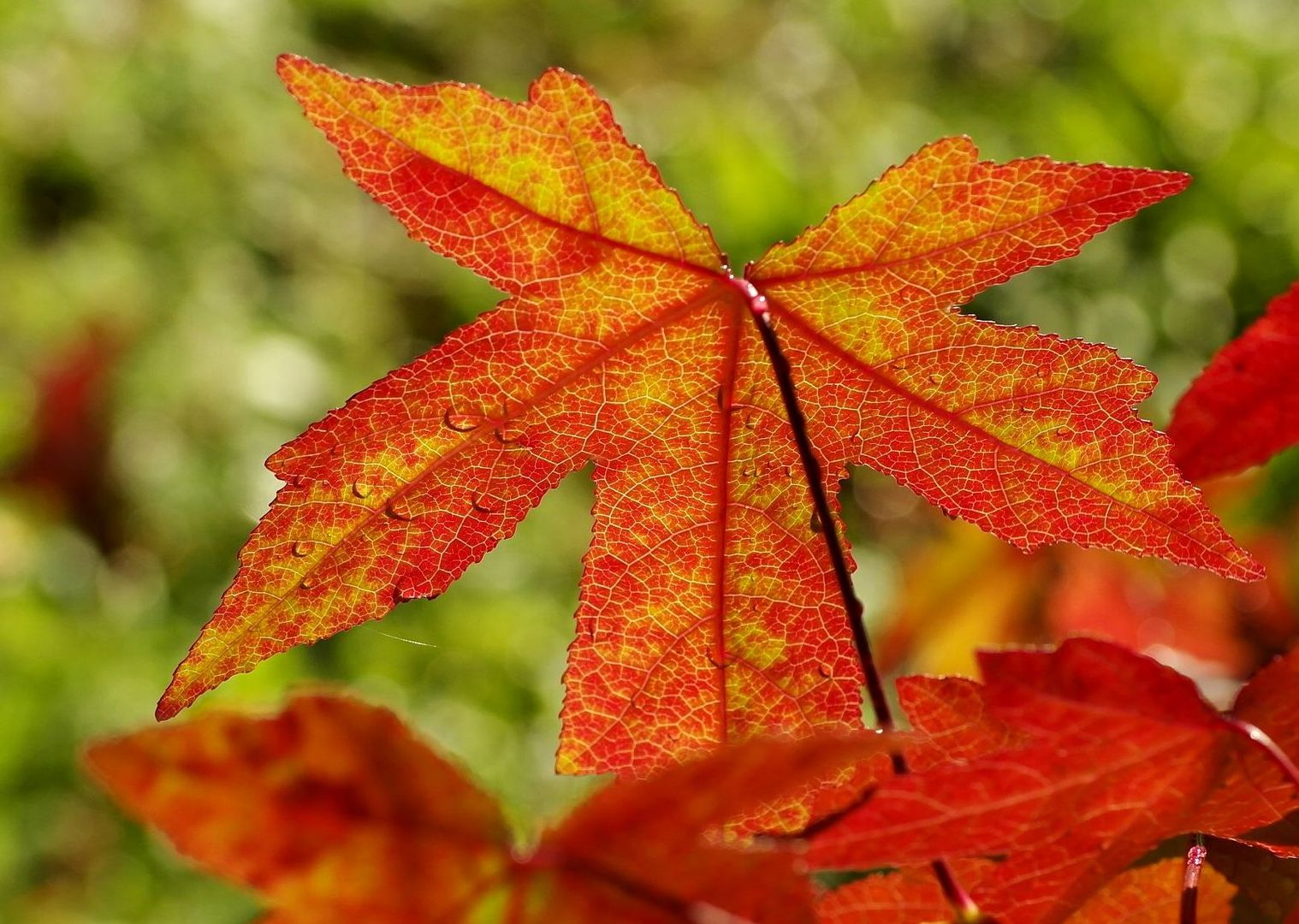 Transparence d'automne