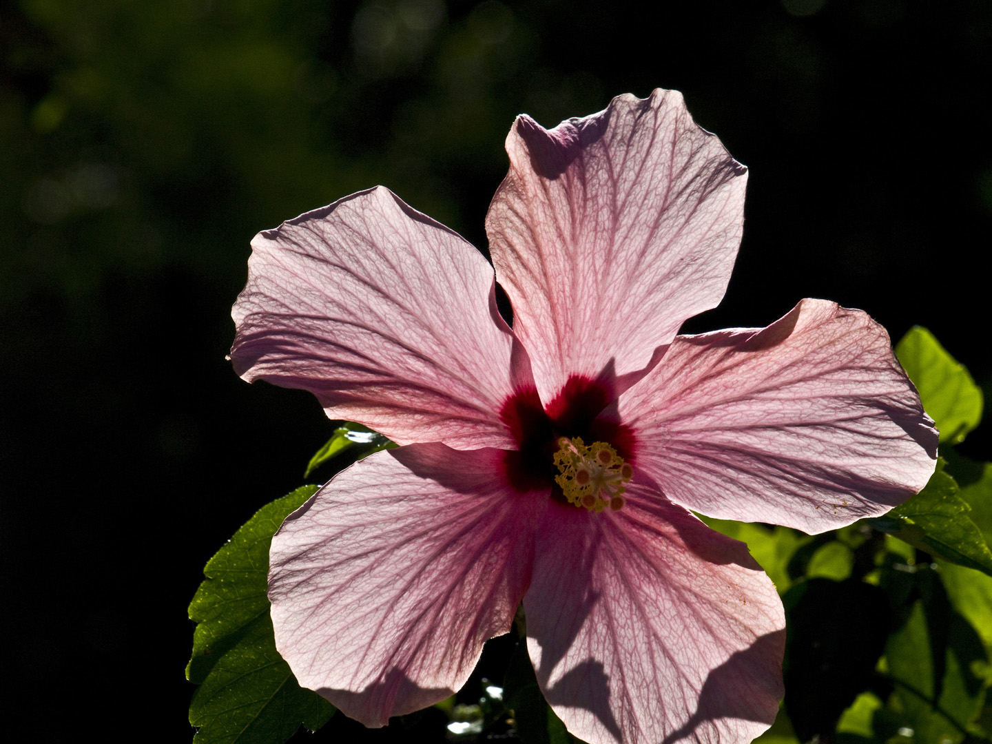 Transparence de l’hibiscus   --   Durchsichtigkeit des Hibiskus 