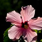 Transparence de l’hibiscus   --   Durchsichtigkeit des Hibiskus 