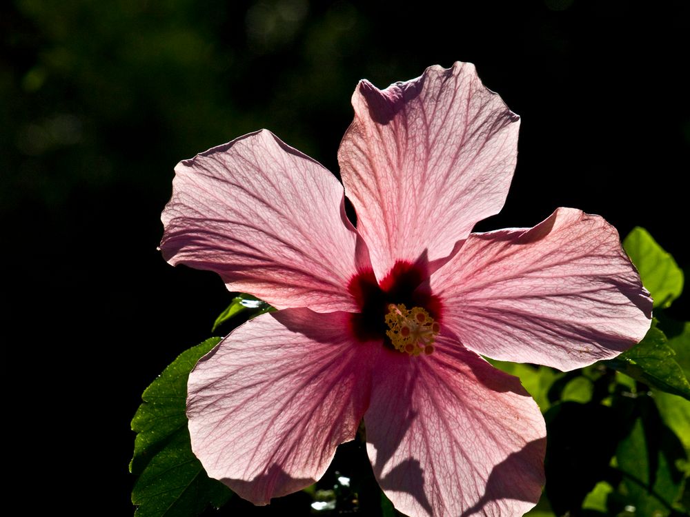 Transparence de l’hibiscus   --   Durchsichtigkeit des Hibiskus 