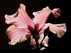 Transparence de l’hibiscus rose