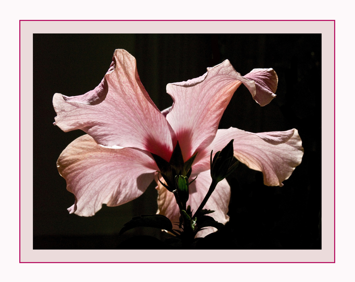 Transparence d’hibiscus -- Hibiskustransparenz