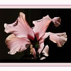 Transparence d’hibiscus -- Hibiskustransparenz