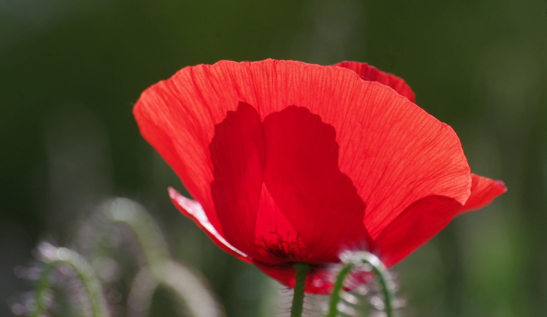 Transparence d'un coquelicot