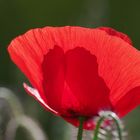 Transparence d'un coquelicot