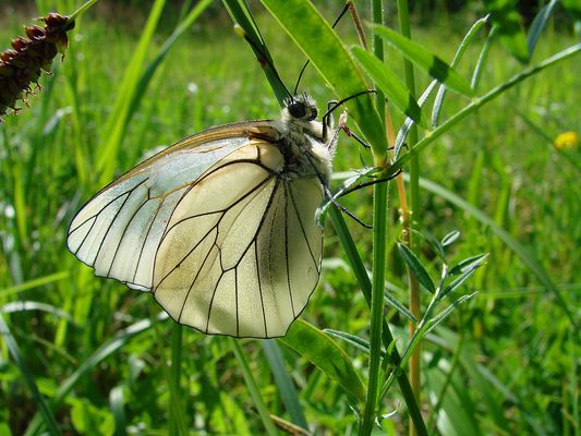 Transparence d'un gazé