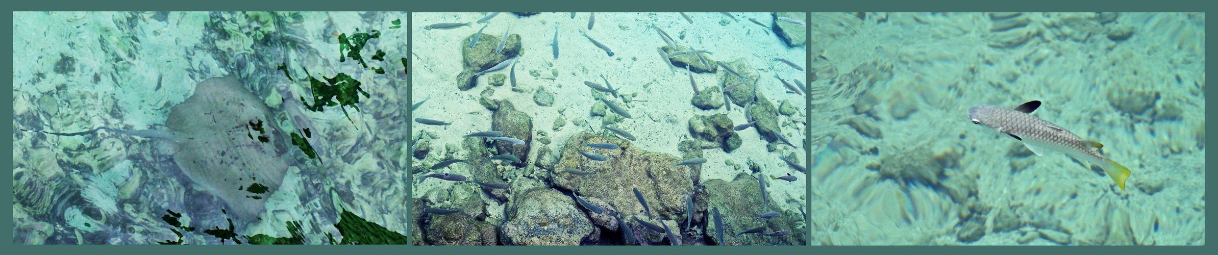 Transparence et frétillements -- Îlot Maître, Nouméa -- Transparenz und zappelige Fische