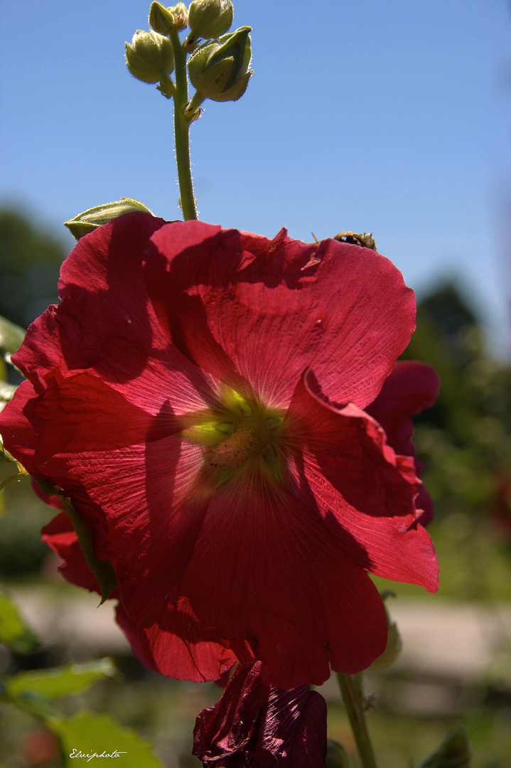 transparence rouge