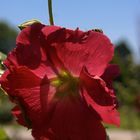 transparence rouge