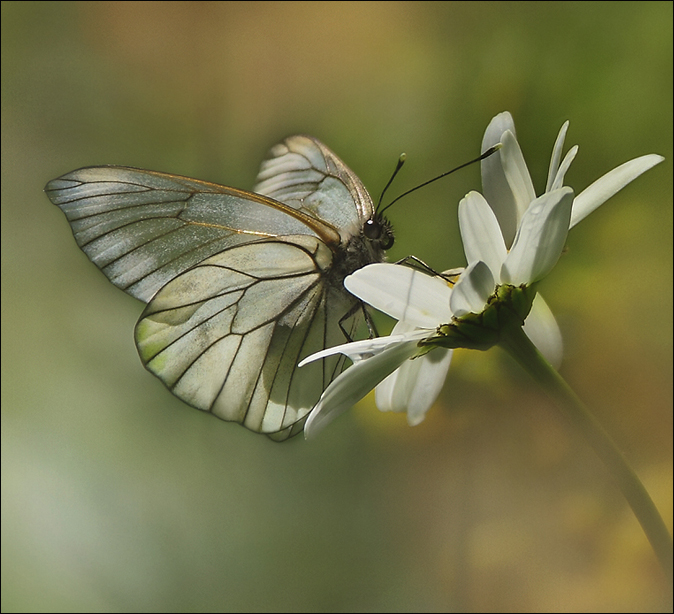 Transparences