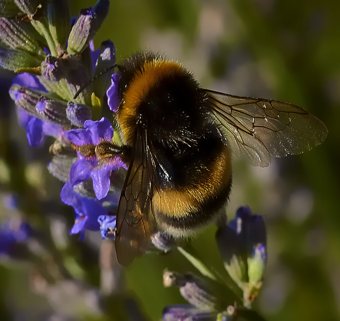 Transparencias de Abeja