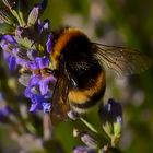 Transparencias de Abeja