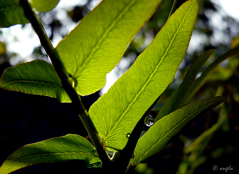 Transparencias, sombras y gotas