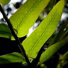 Transparencias, sombras y gotas