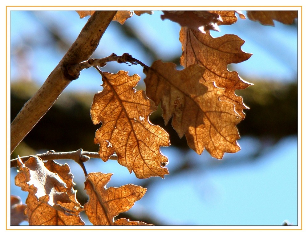 Transparency of leaves