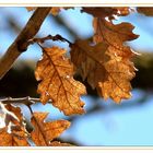 Transparency of leaves