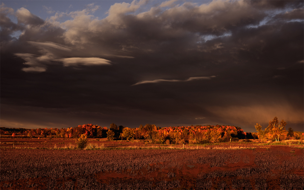 Transparent Autumn on red soil