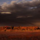 Transparent Autumn on red soil