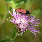 Transparent Burnet