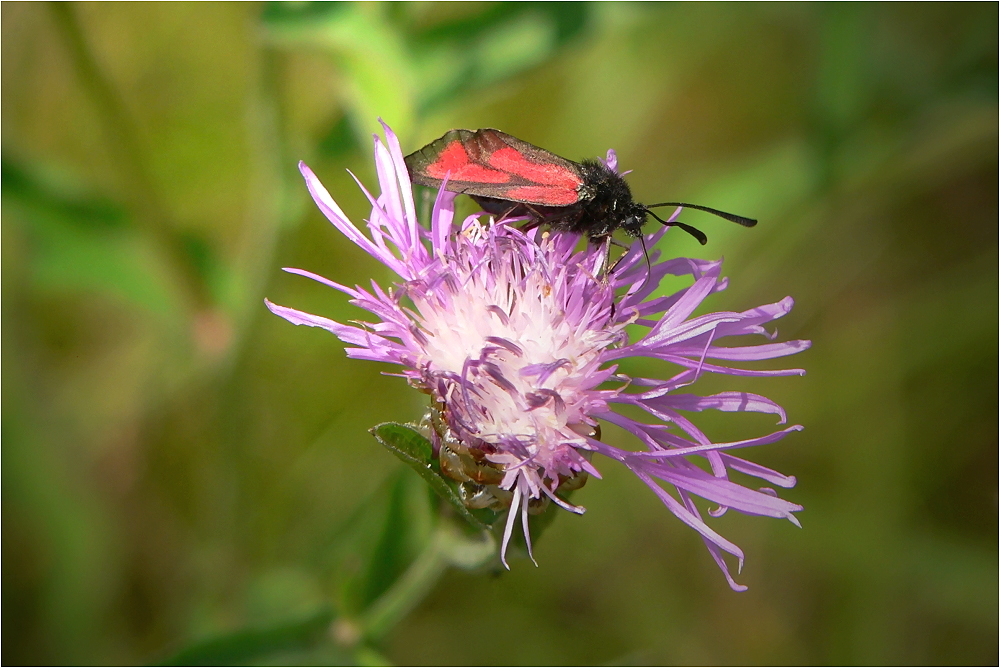 Transparent Burnet