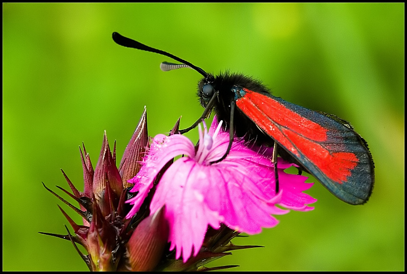 Transparent Burnet (Zygaena purpuralis)