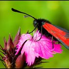 Transparent Burnet (Zygaena purpuralis)