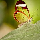Transparent Butterfly