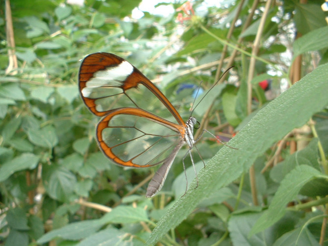 Transparent butterfly