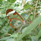 Transparent butterfly