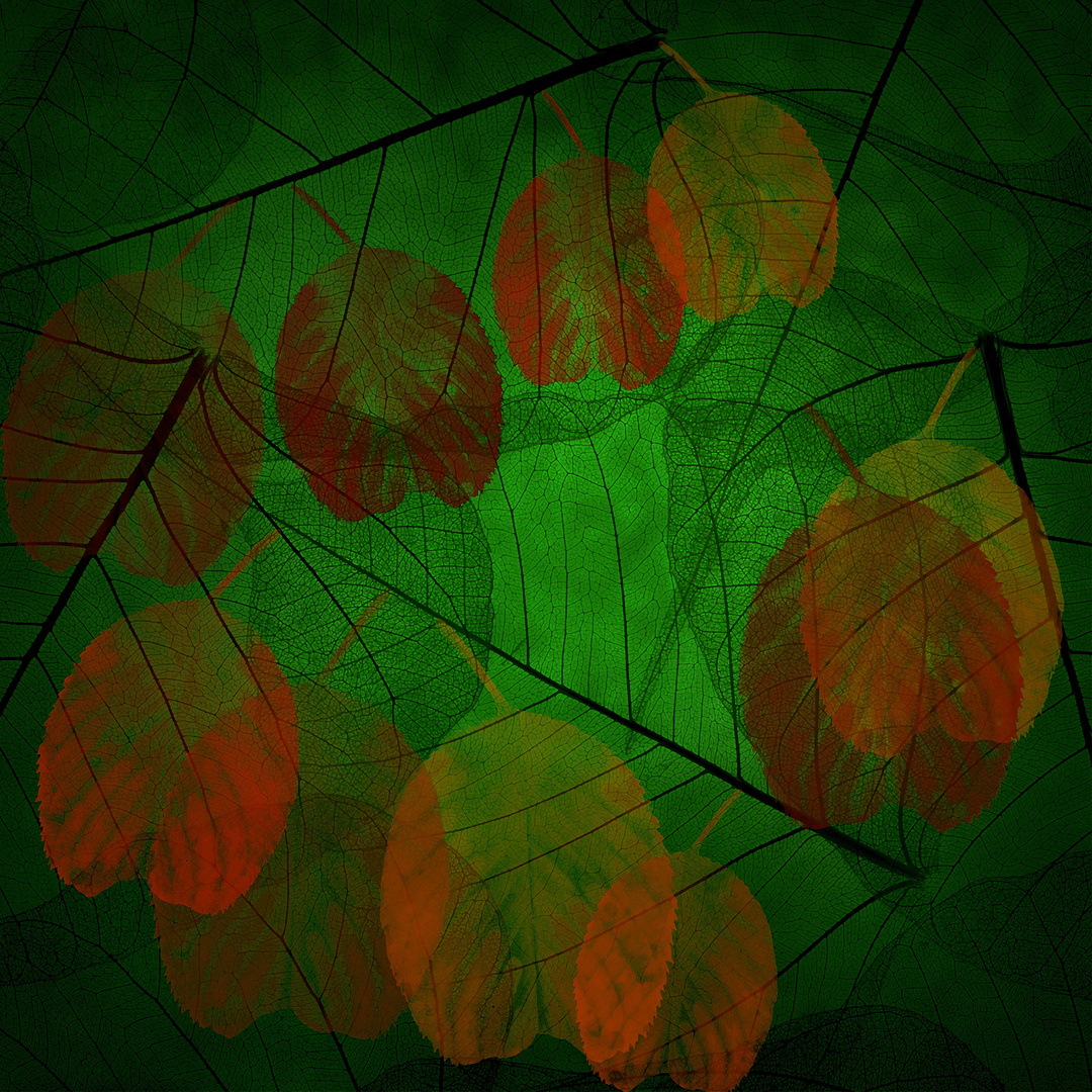 Transparent leaves