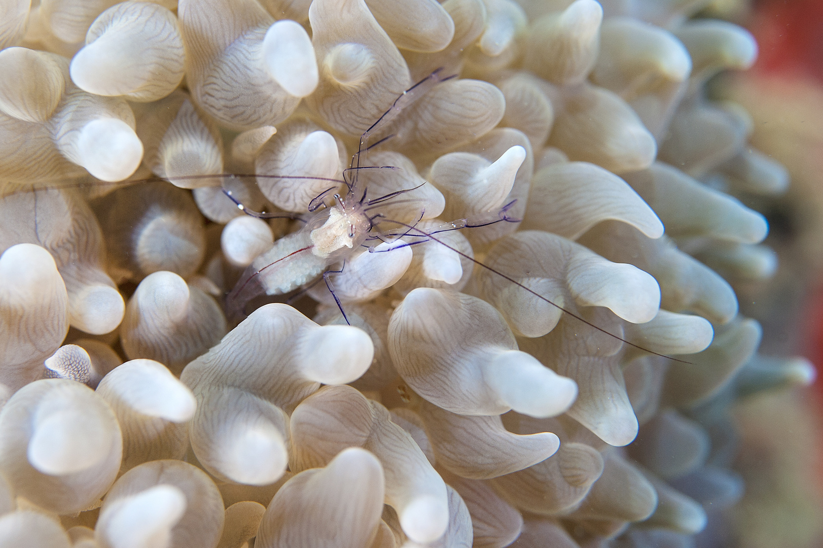 Transparent shrimp