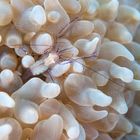 Transparent shrimp